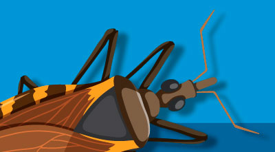 Protejámonos del Chagas