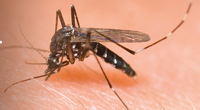 No dejes que el Dengue esté en tu hogar